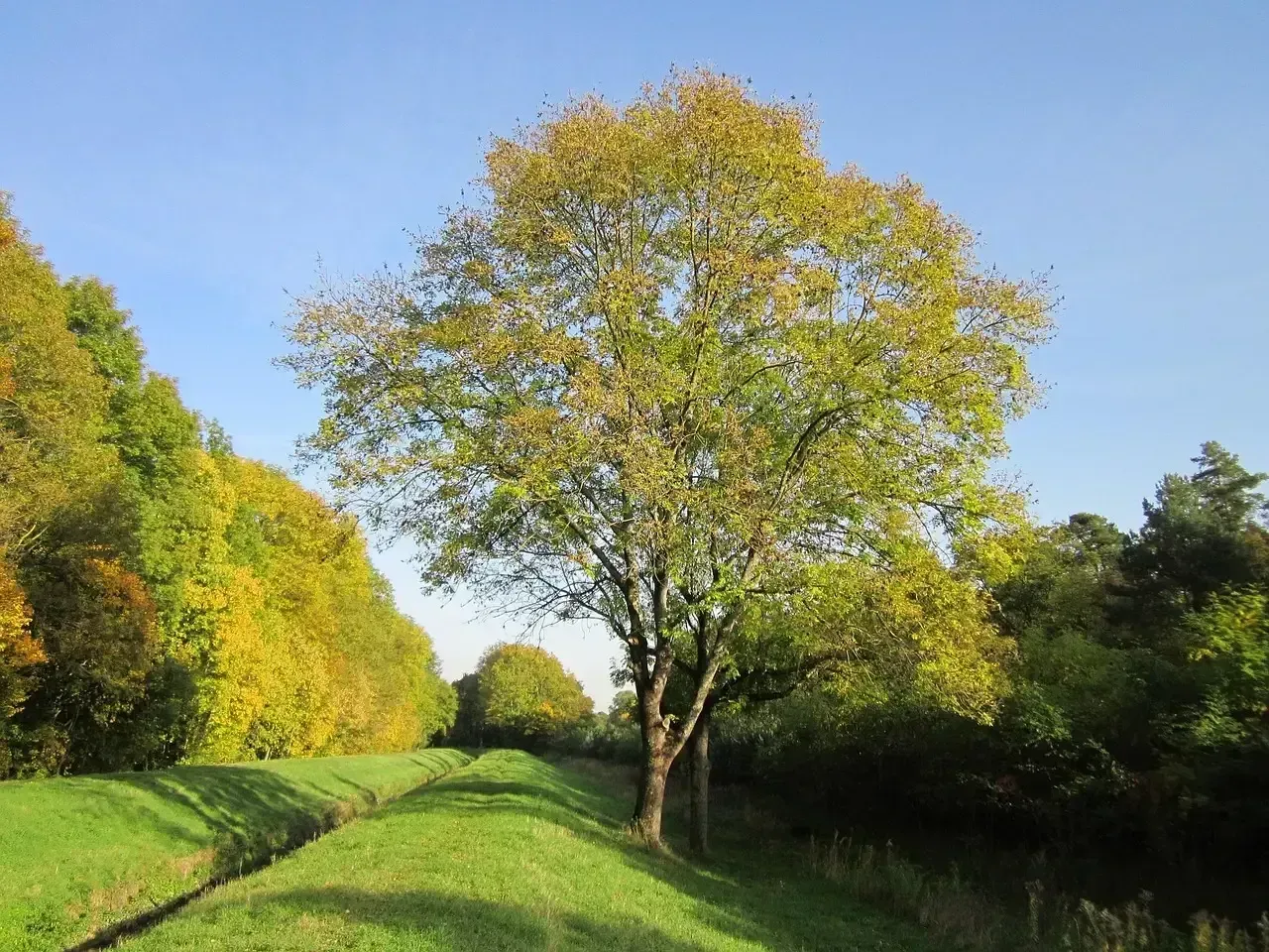 1. Ash trees (Fraxinus species) (Image Credits: Pixabay)
