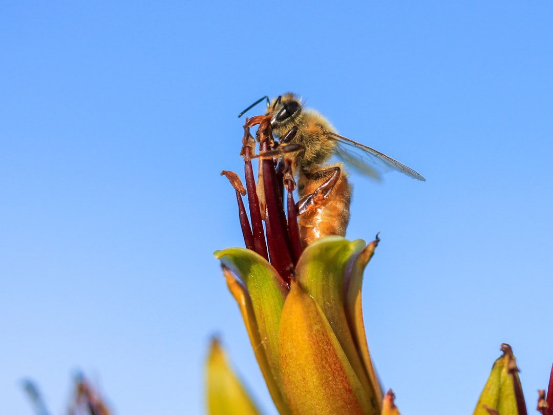 From Almonds to Apples - The Crops That Depend on Pollinators (image credits: unsplash)