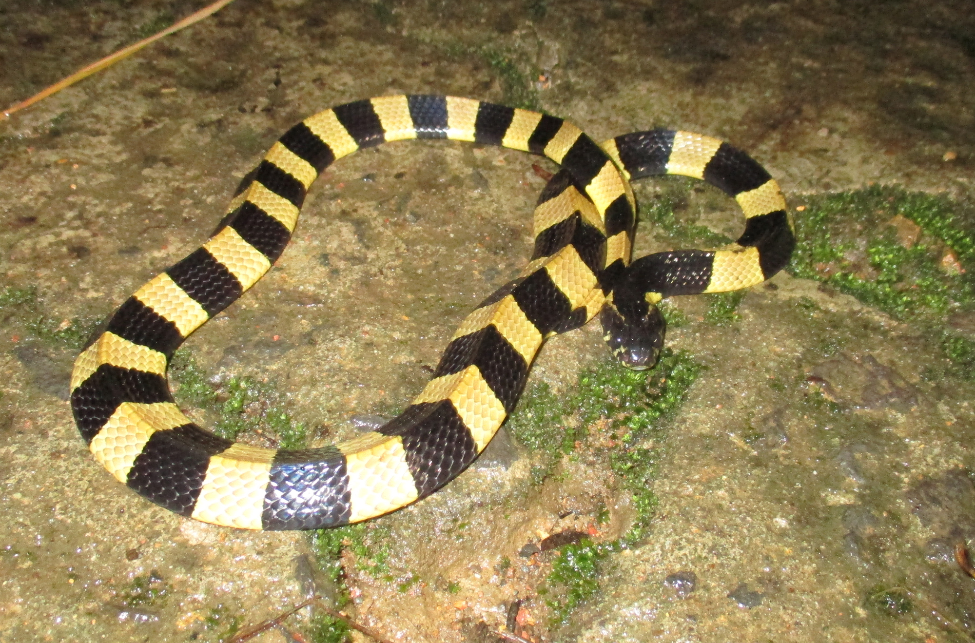 Banded Krait - The Paralyzing Phantom (image credits: wikimedia)