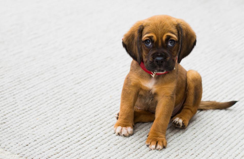 The Science Behind Those Irresistible Puppy Dog Eyes (image credits: stocksnap)