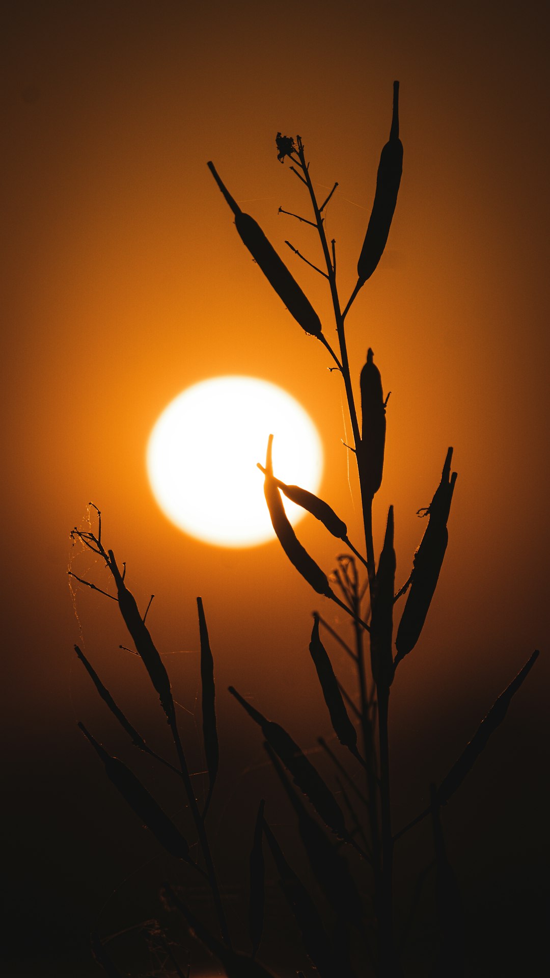 Understanding the Lag Behind the Solstice (image credits: unsplash)