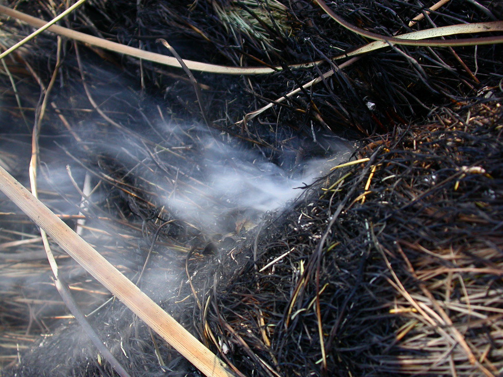 Black Summer Changed Everything About Prescribed Burns (image credits: flickr)