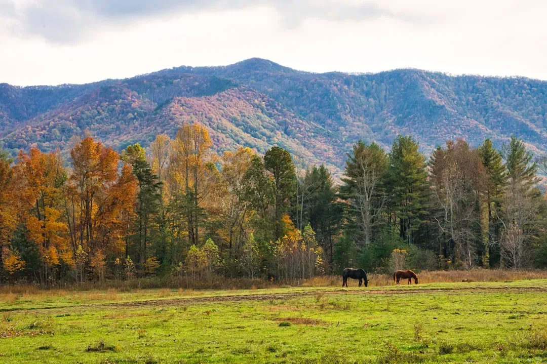 Great Smoky Mountains National Park (Image Credits: Unsplash)