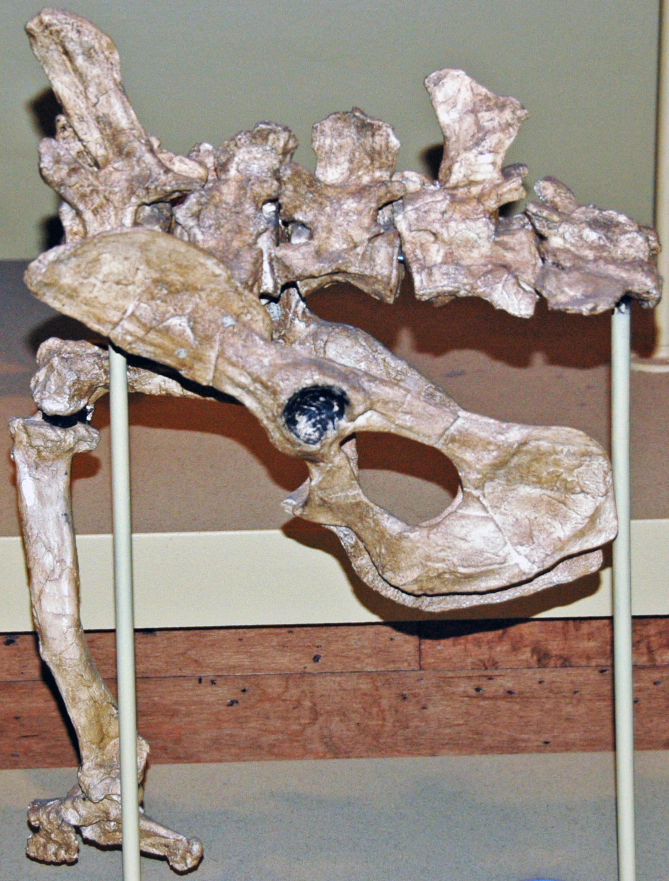 World-Changing Fossils in Your Backyard (image credits: wikimedia)