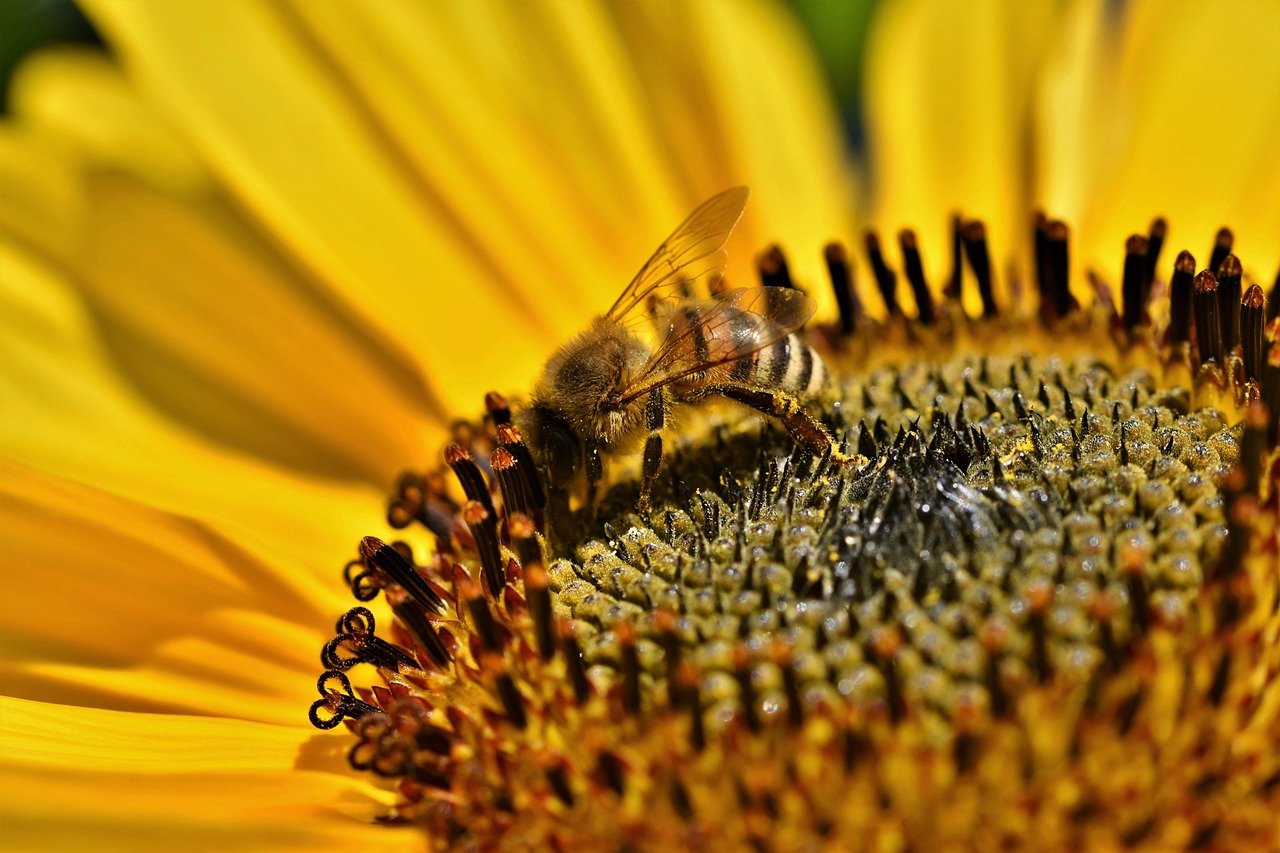 Rising Costs: When Pollination Becomes Unaffordable (image credits: pixabay)