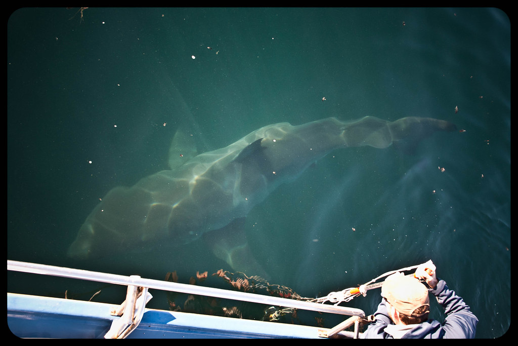 Looking Forward in an Uncertain Ocean (image credits: flickr)
