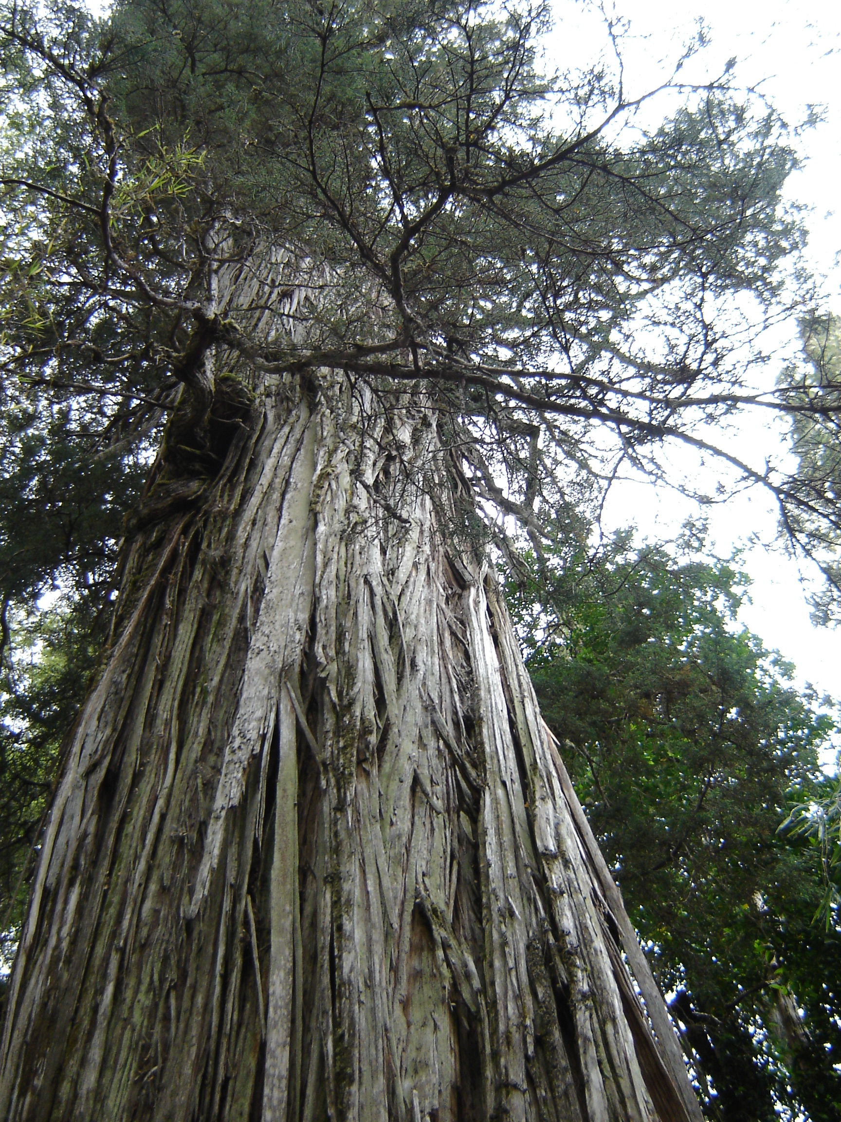 The Challenger from Chile - Alerce Milenario (image credits: By PatagoniaArgentina, CC BY-SA 3.0, https://commons.wikimedia.org/w/index.php?curid=2699534)
