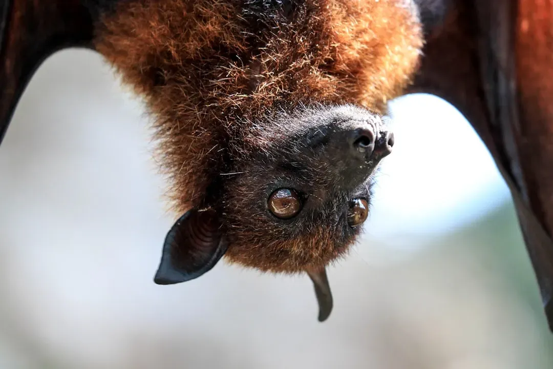 6. "Blind as a Bat" (Image Credits: Unsplash)