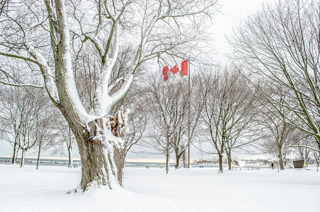 North America braced for a classic, harsh winter pattern (Image Credits: Unsplash)