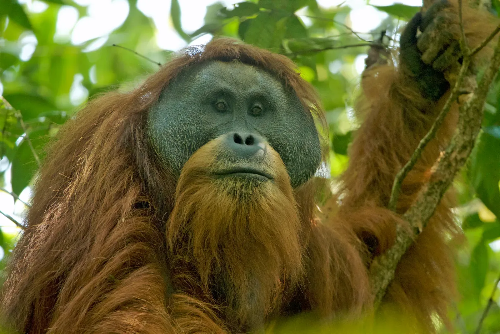 Tapanuli Orangutan Habitat Pressures (By Tim Laman, CC BY 4.0)