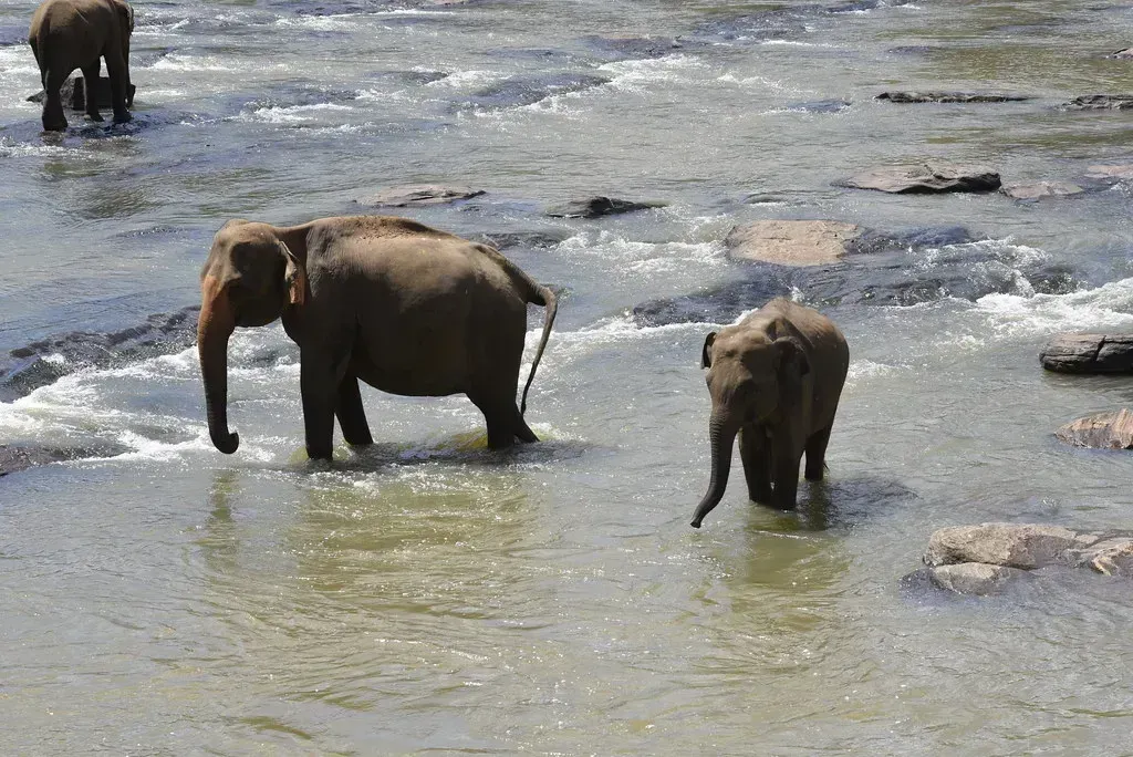 Sri Lankan Elephants and the Deadly Lure of Garbage Dumps (Ted Drake, Flickr, CC BY-SA 2.0)