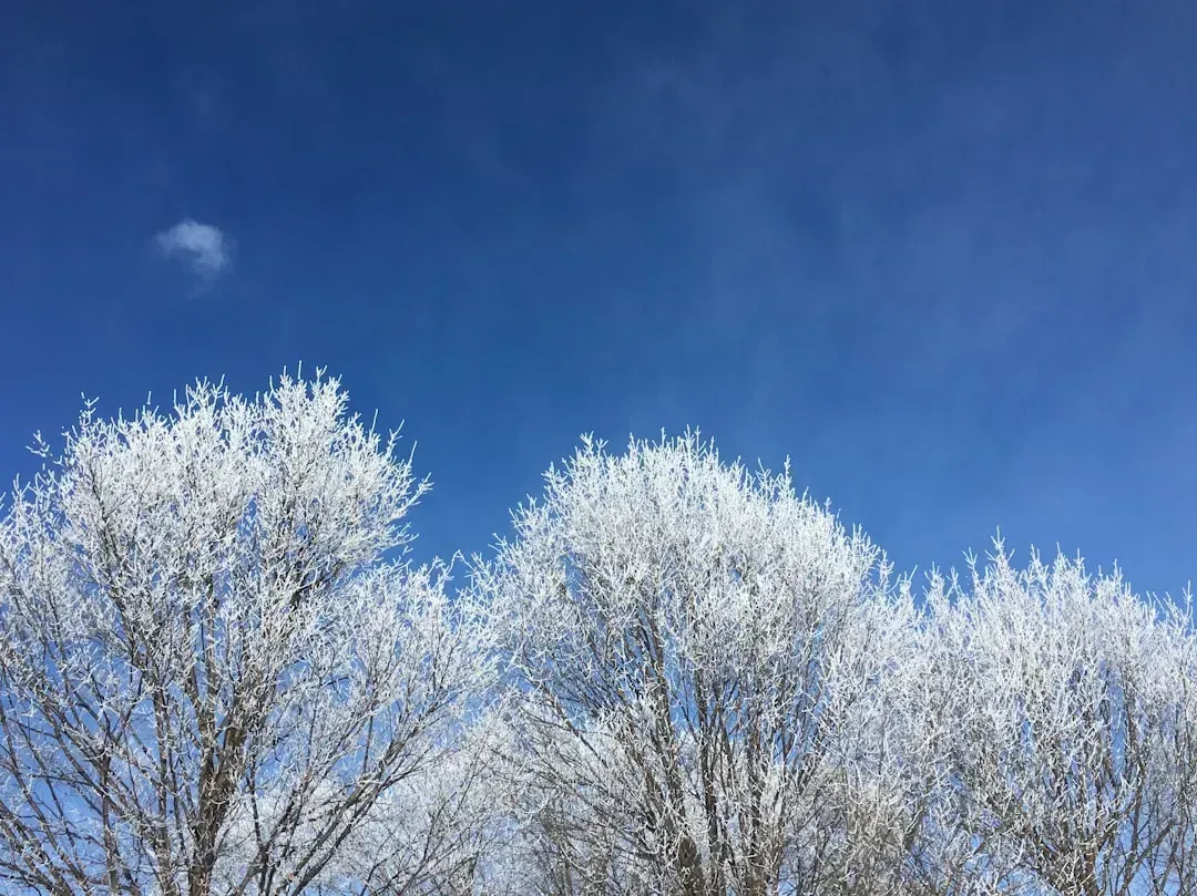 4. "March Comes In Like a Lion and Goes Out Like a Lamb." (Image Credits: Unsplash)