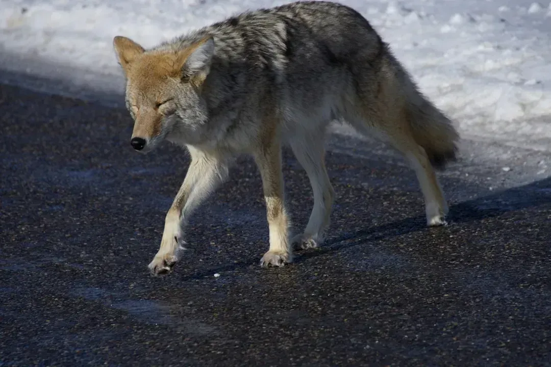 Urban Coyotes and the Rise of Fast-Food Scavenging (Image Credits: Unsplash)