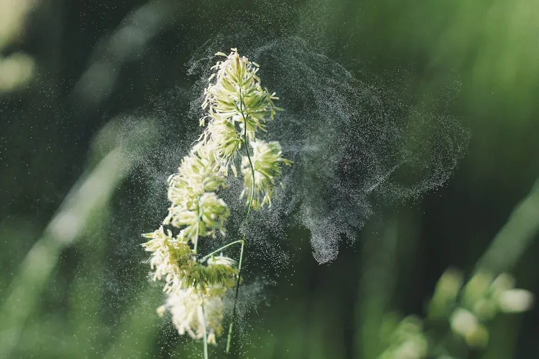 The Midwest and Ohio Valley are seeing grass and weed pollen climb (Image Credits: Unsplash)