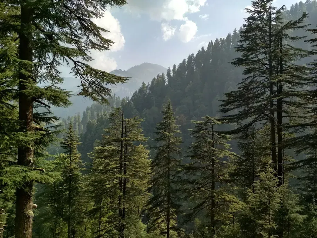 6. Yellow cedar (Callitropsis nootkatensis) (Image Credits: Unsplash)