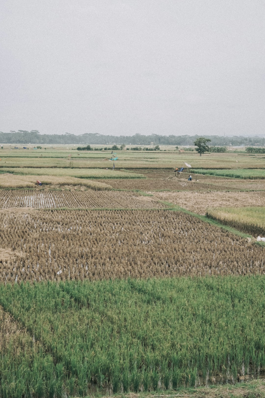 Indonesia's Rice Fields Turn to Dust (image credits: unsplash)