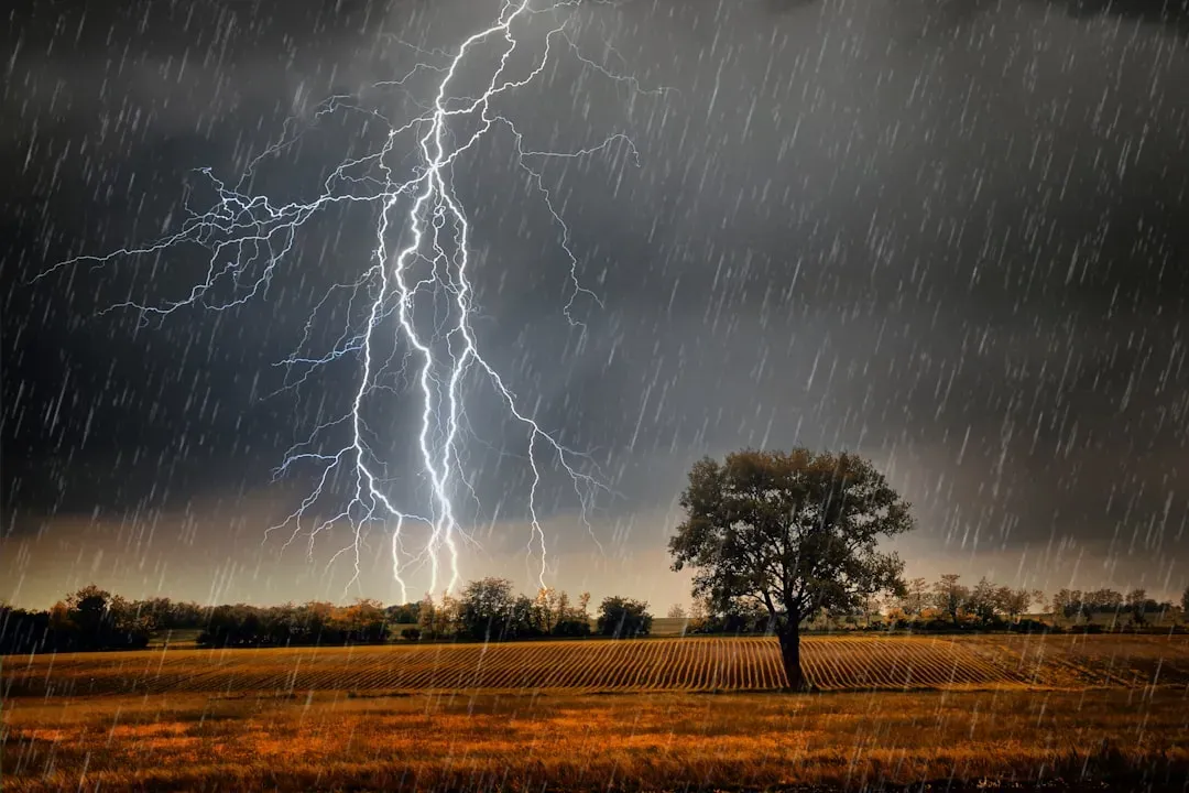 8. Sheltering under a tree keeps you safe during a thunderstorm (Image Credits: Unsplash)