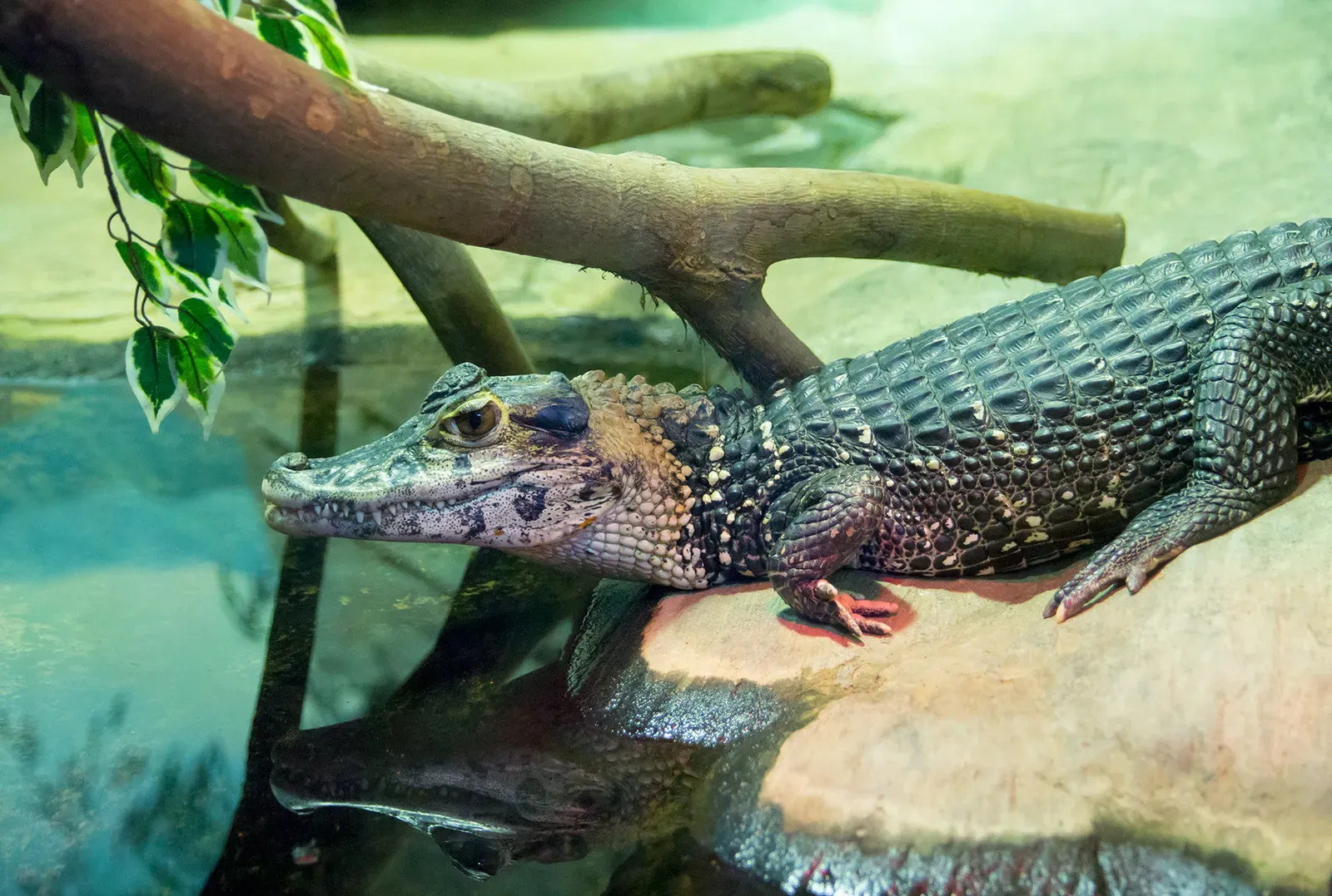 2. Black Caiman: Nearly Wiped From Amazonian Waterways (By Rigelus, CC BY-SA 3.0)