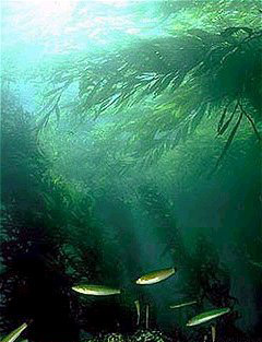 Success Stories Prove Conservation Works (image credits: wikimedia)