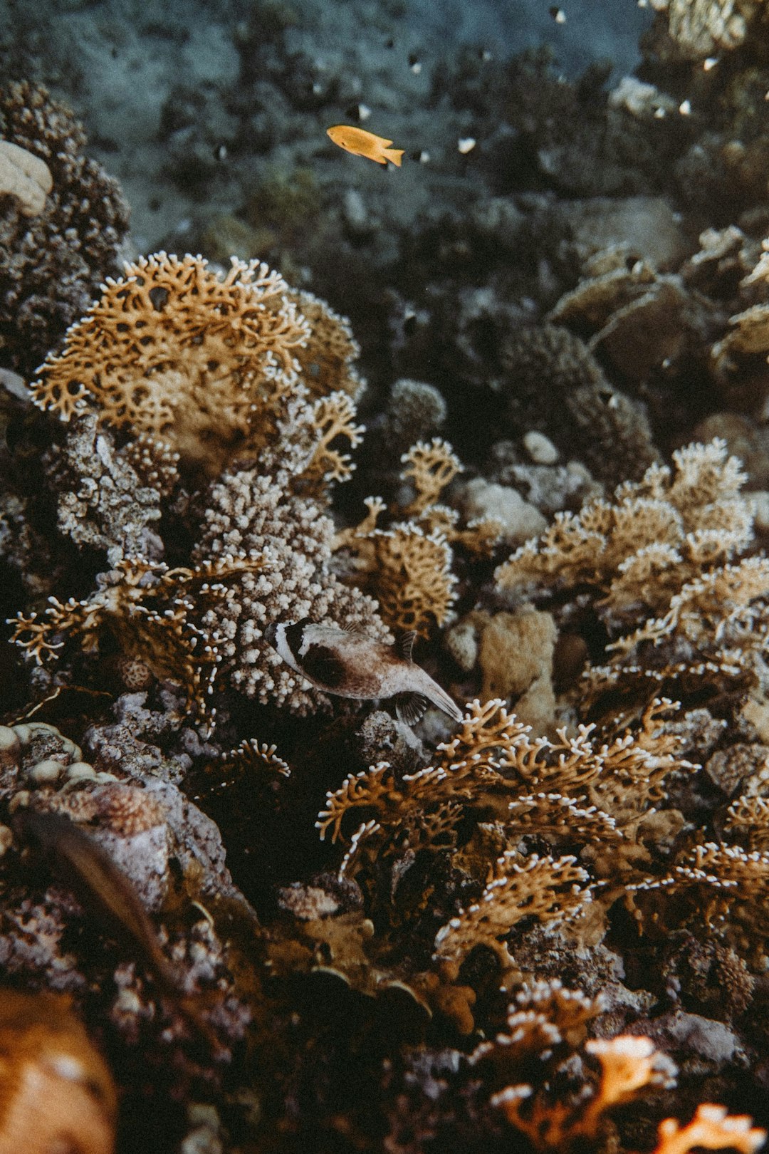 Adaptation Strategies Racing Against Time (image credits: unsplash)