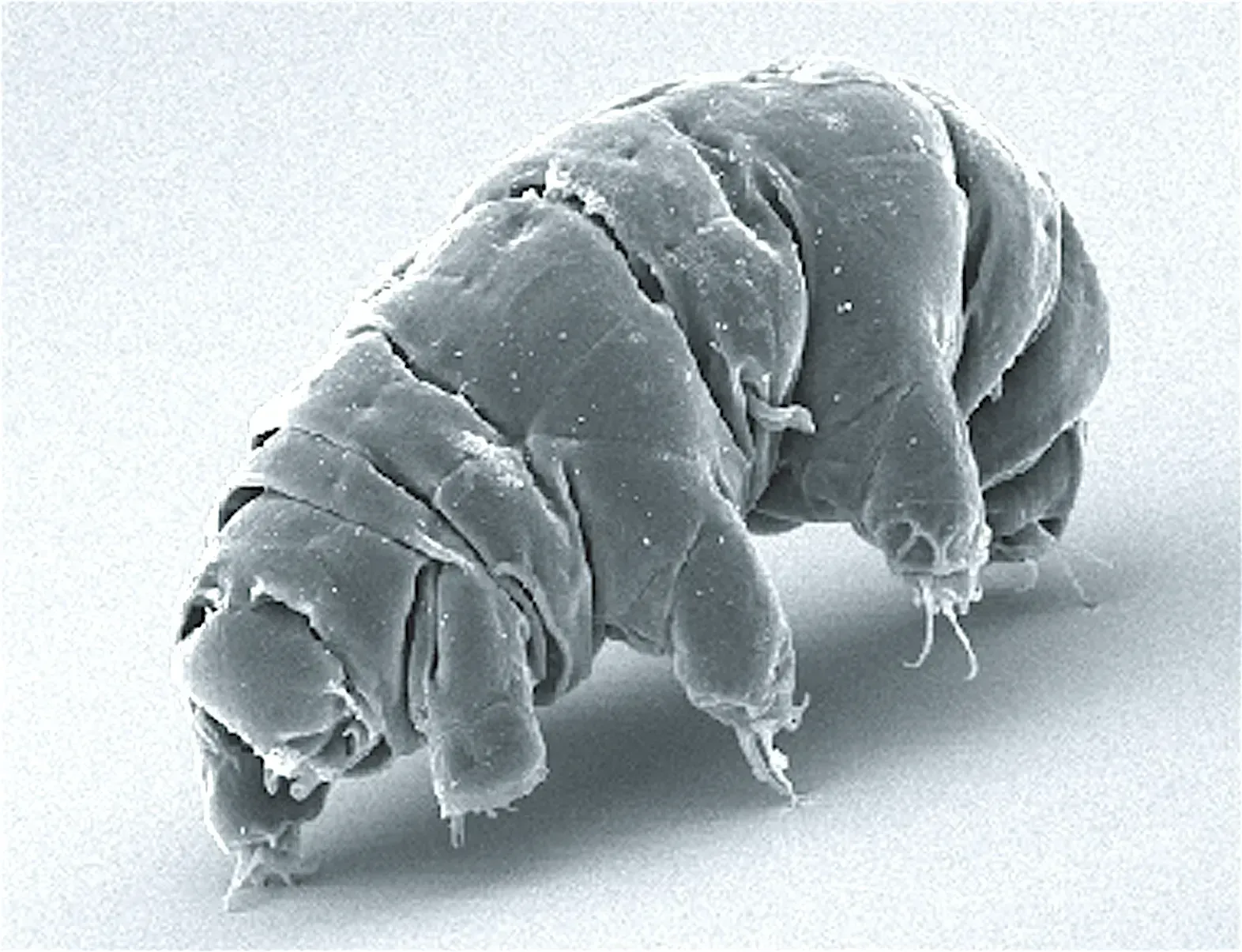 The Tardigrade: Nature's Most Indestructible Traveler (Image Credits: Schokraie E, Warnken U, Hotz-Wagenblatt A, Grohme MA, Hengherr S, et al. (2012) Comparative proteome analysis of Milnesium tardigradum in early embryonic state versus adults in active and anhydrobiotic state. PLoS ONE 7(9): e45682. doi:10.1371/journal.pone.0045682, CC BY 2.5)