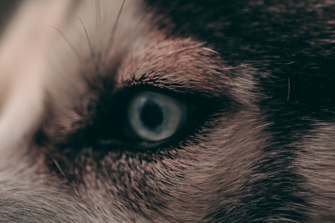 Why Wolves Can't Do What Dogs Do (image credits: Gallery Image)