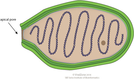 Ancient Pathogens: Reawakening Long-Dormant Microbes (image credits: wikimedia)