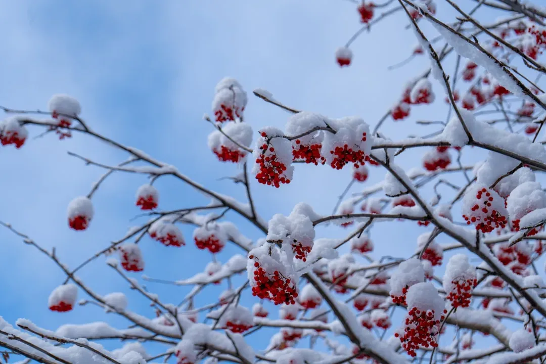 How This Winter Compared Across the Country (Image Credits: Unsplash)