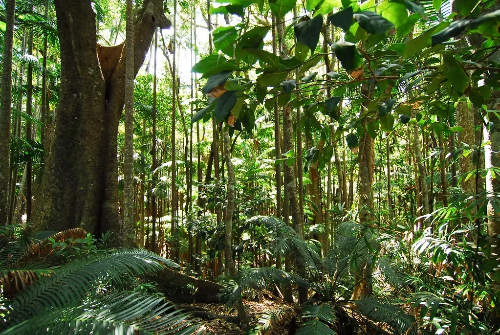 7. The Atlantic Forest (Mata Atlântica) (WanderingSolesPhotography, Flickr, CC BY 2.0)