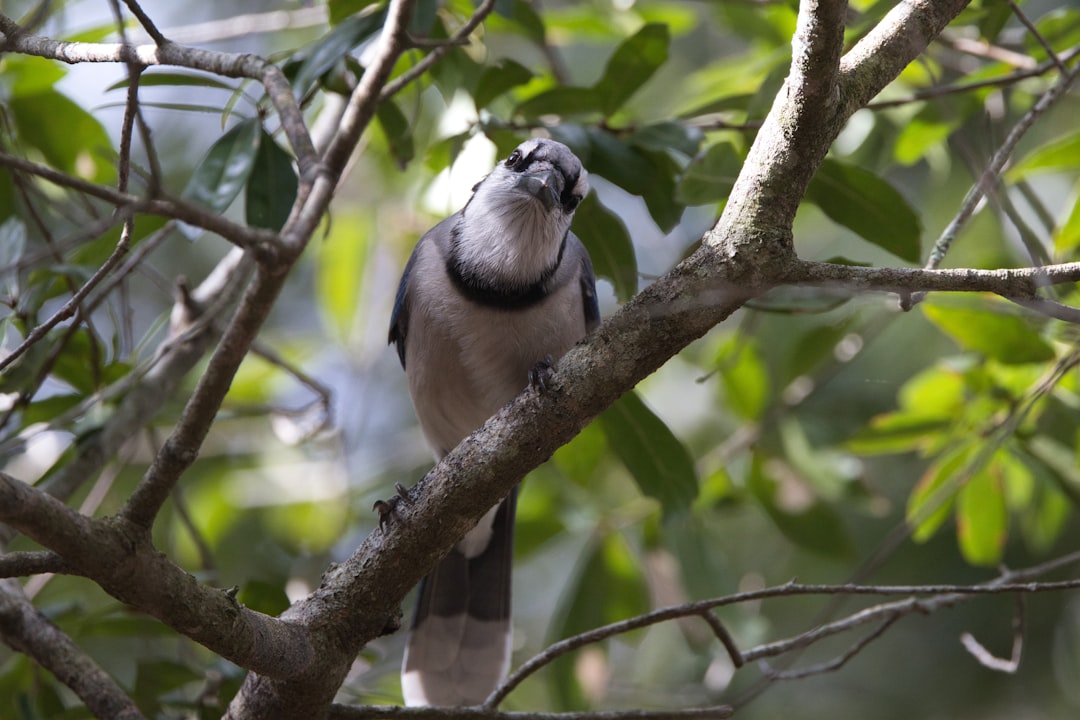 “For the Birds” Gets Lost in the Flock (image credits: unsplash)