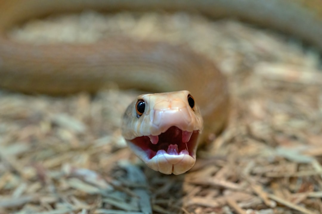 Coastal Taipan - The Aggressive Cousin (image credits: unsplash)