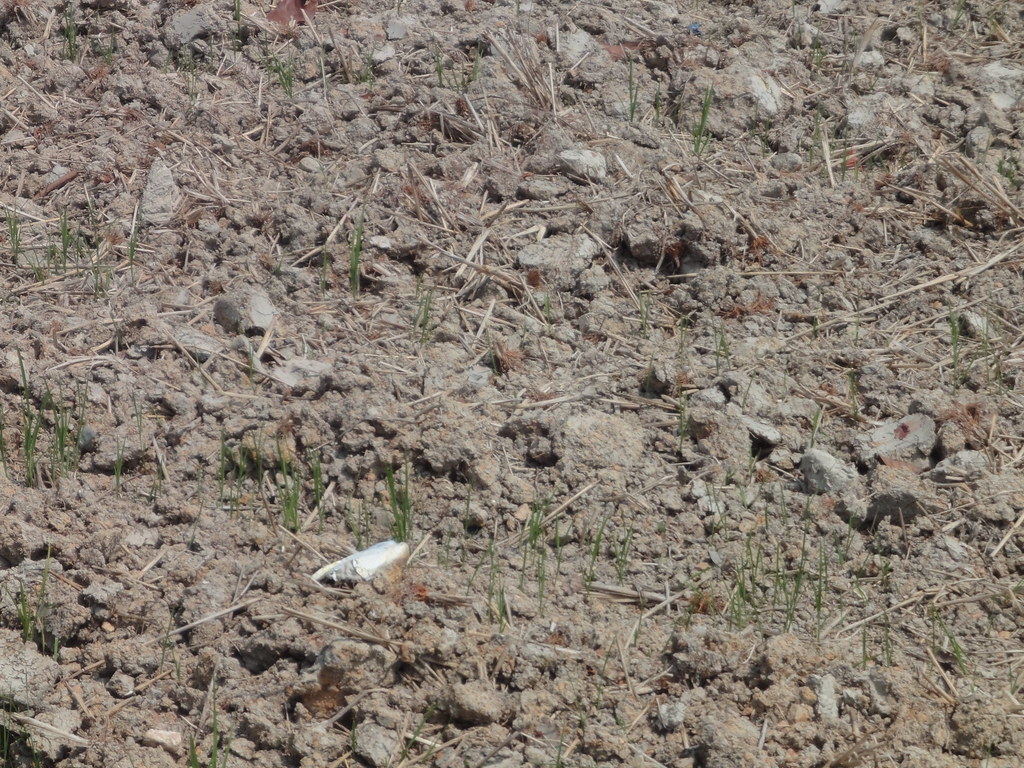 Soil Moisture Crisis Deepens Agricultural Concerns (image credits: flickr)