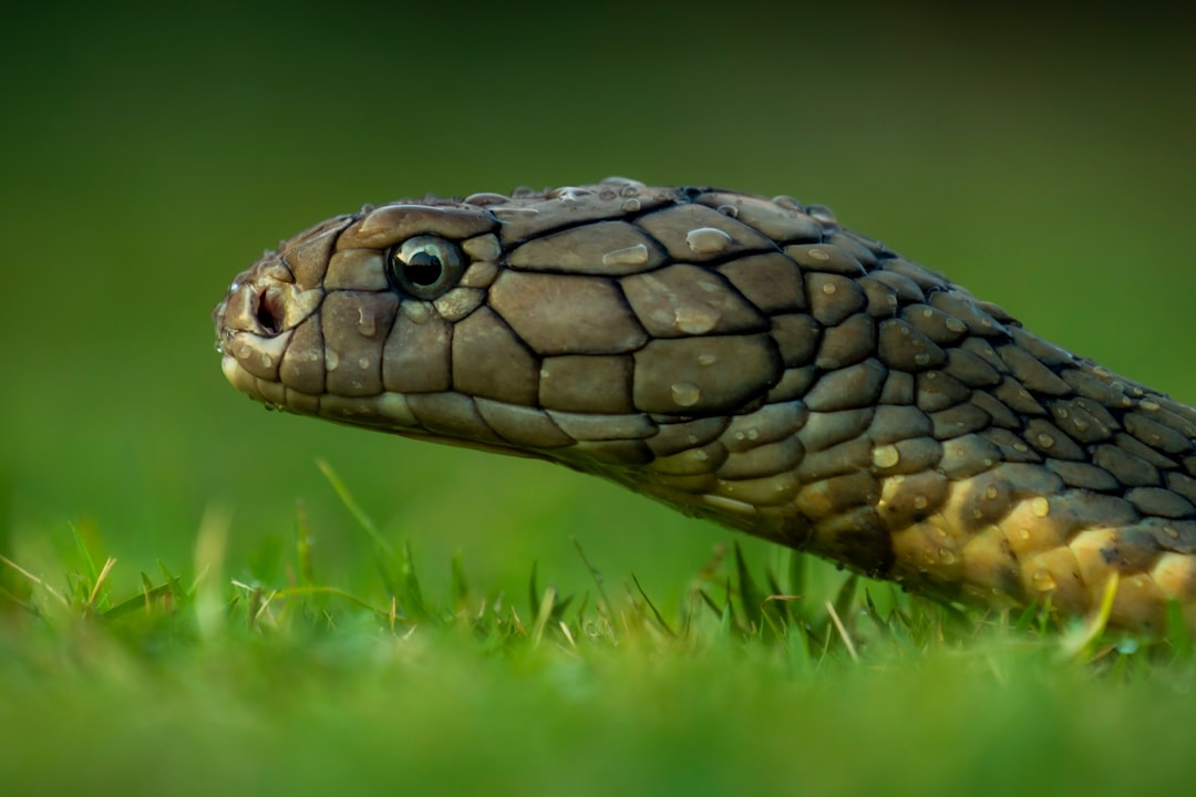 Inland Taipan - The Undisputed Champion of Venom (image credits: unsplash)