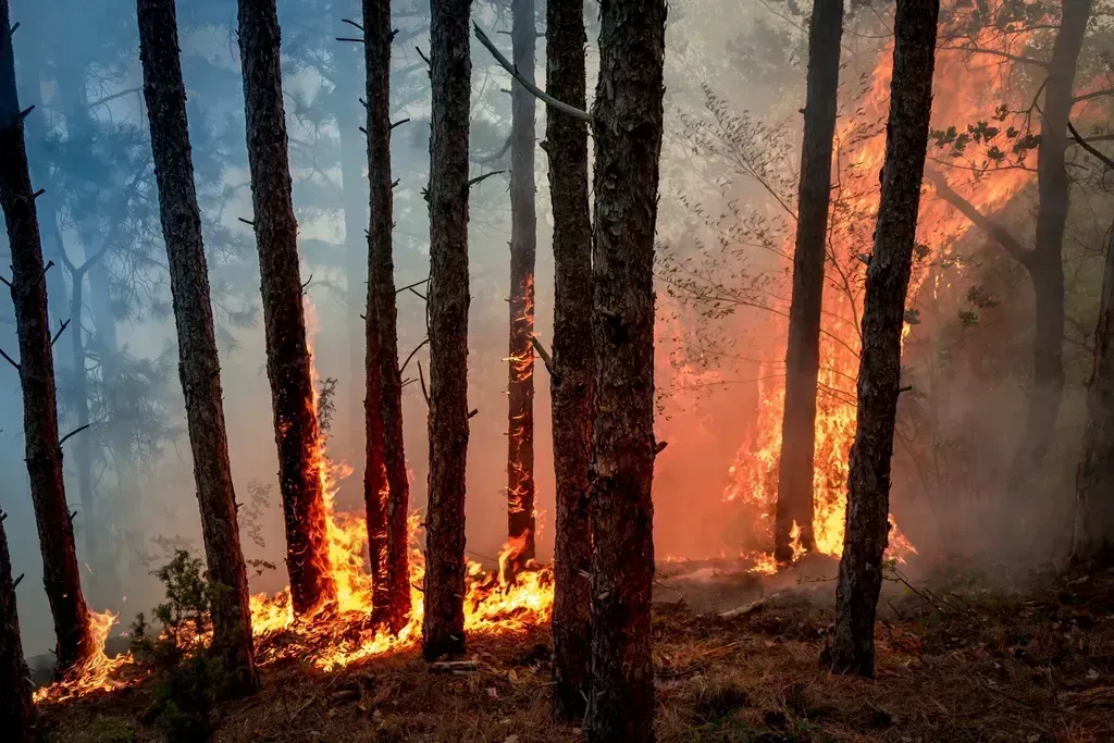 5. Democratic Republic of the Congo: Biomass Burning and Forest Fires (Image Credits: Rawpixel)