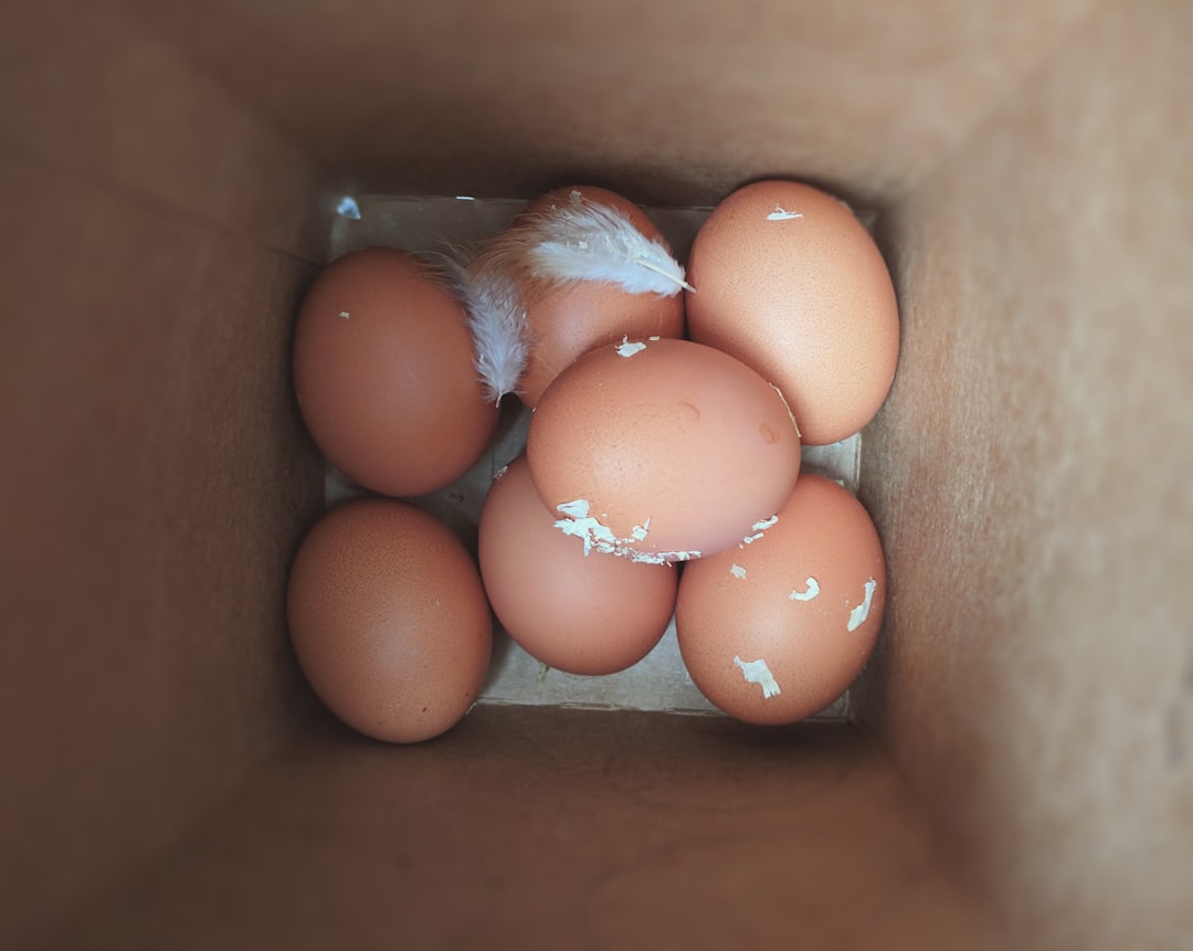 The Chicken-and-Egg Problem: Which Comes First? (image credits: unsplash)