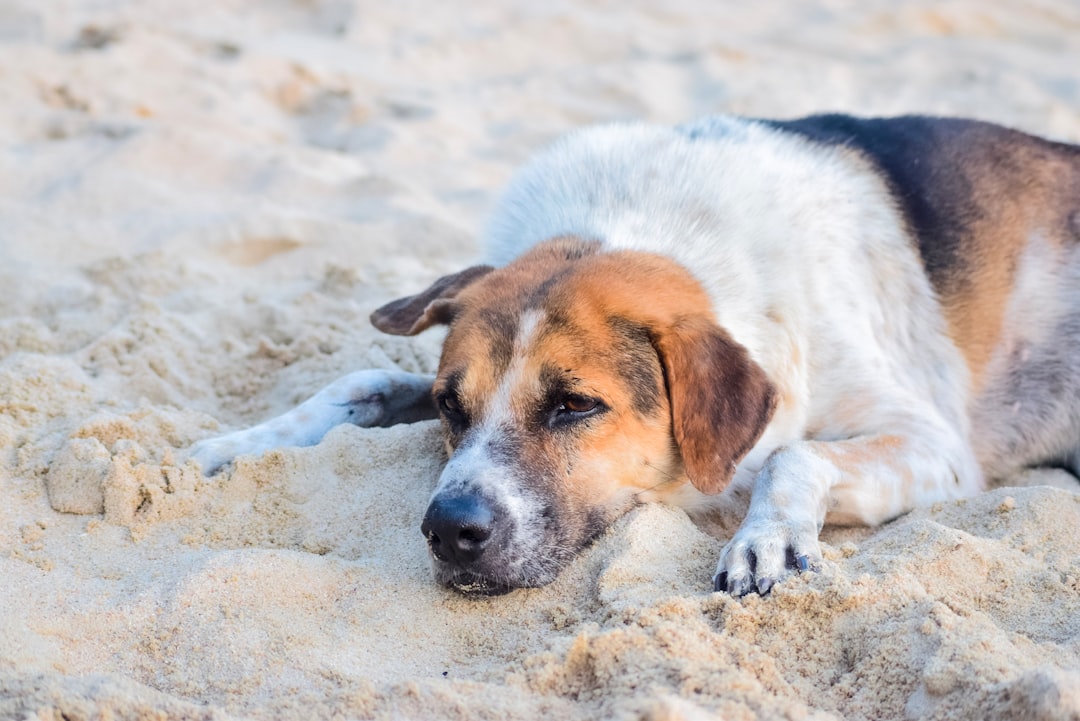Climate Change Is Making Pets Sicker (image credits: unsplash)