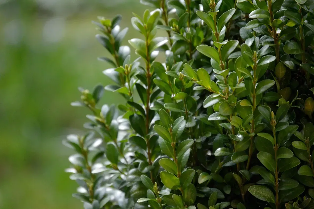7. Boxwood (Image Credits: Pixabay)