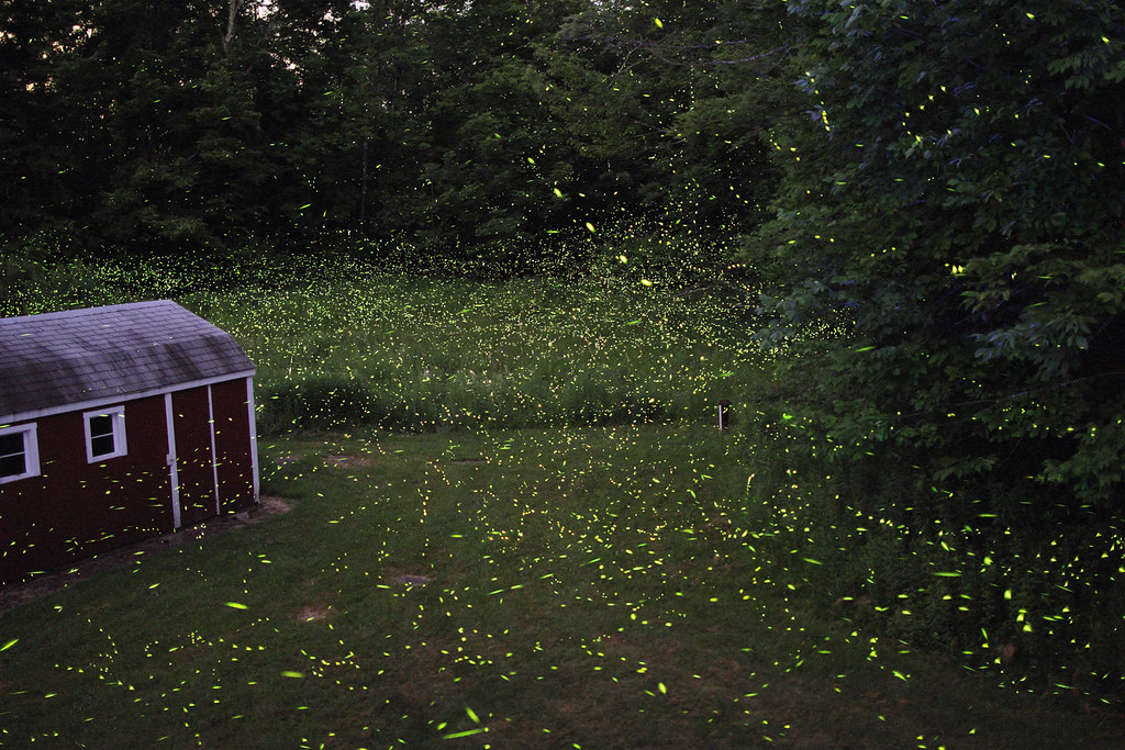 How Our Bright Lights Are Killing Nature's Light Show (image credits: flickr)