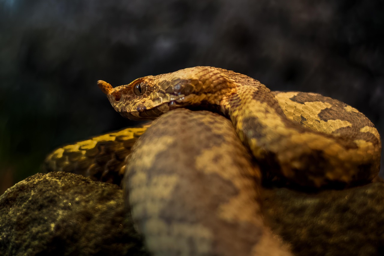Saw-Scaled Viper - The World's Deadliest by Body Count (image credits: pixabay)