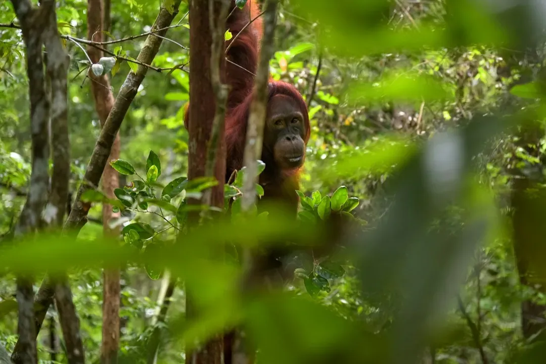 7. Borneo's Rainforest Interior (Image Credits: Unsplash)