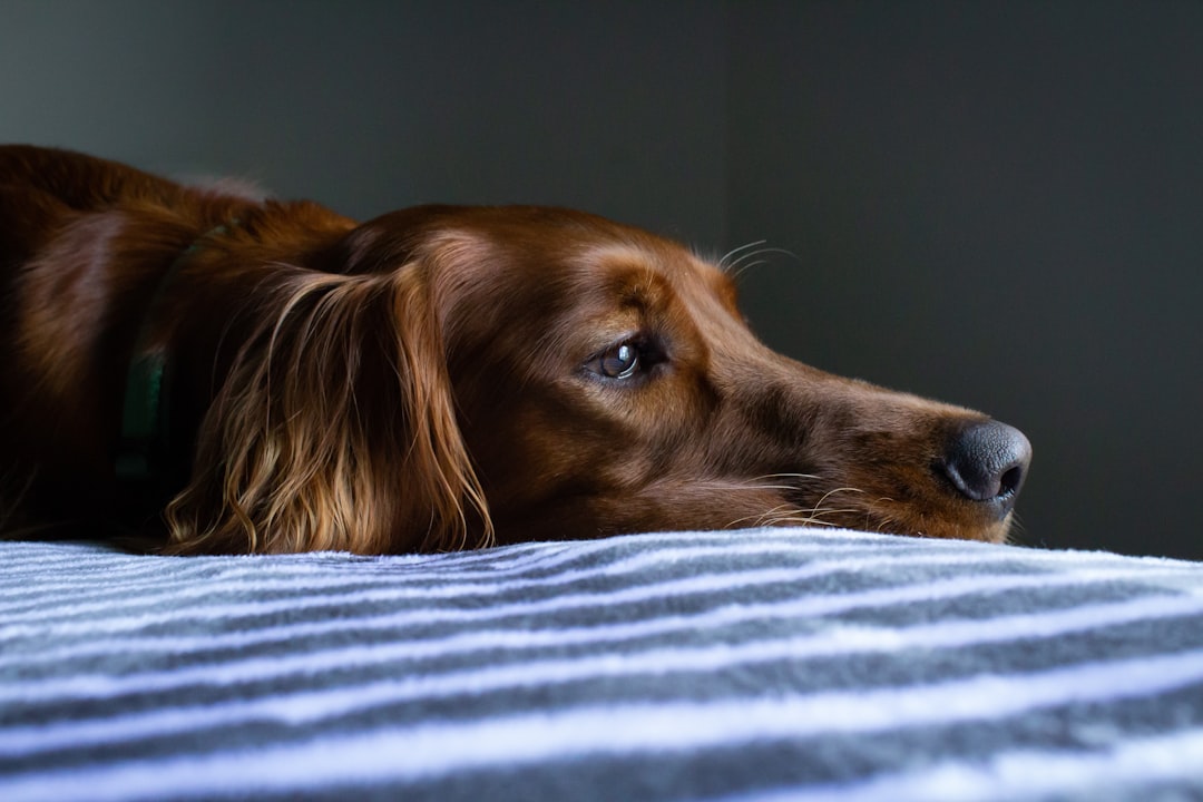 Extreme Weather Puts Pets in Danger (image credits: unsplash)
