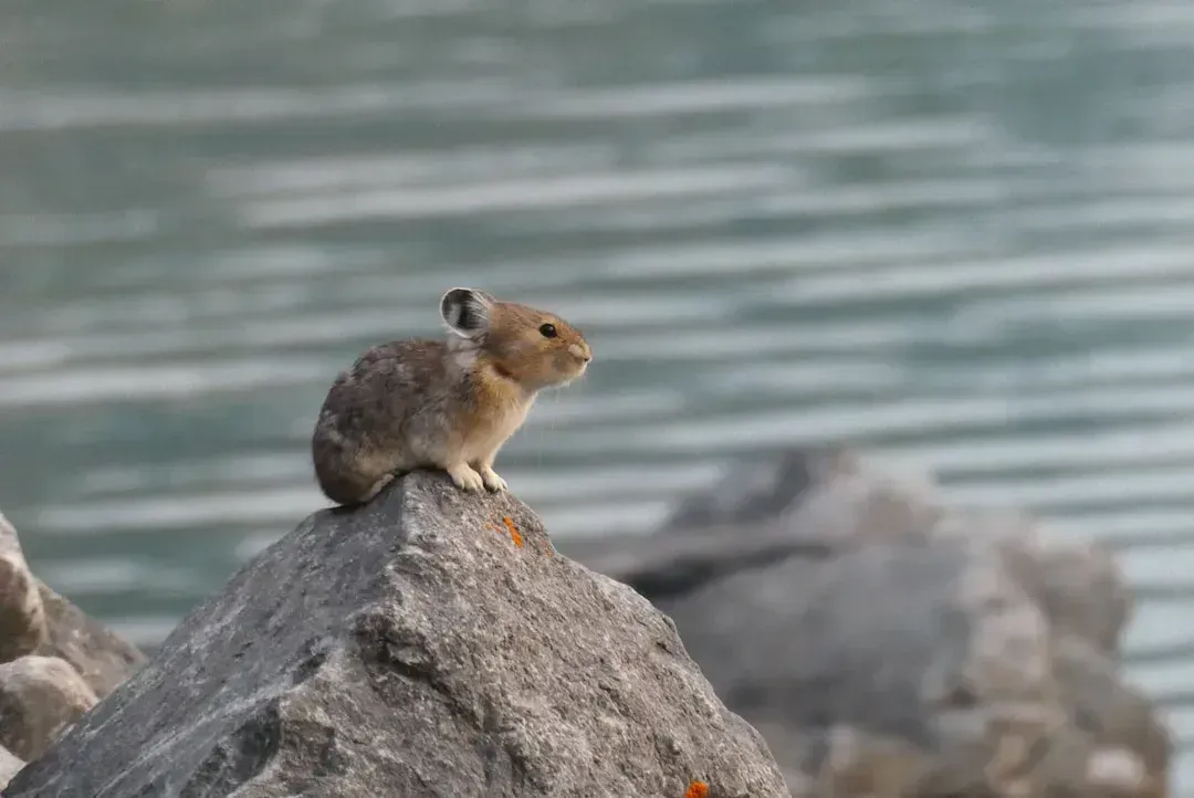 Small Mammals Climbing Higher to Escape the Heat (Image Credits: Unsplash)