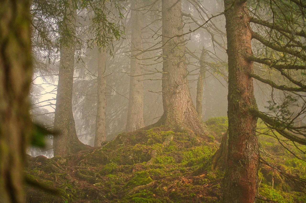 What Makes the Tongass Unique (image credits: pixabay)