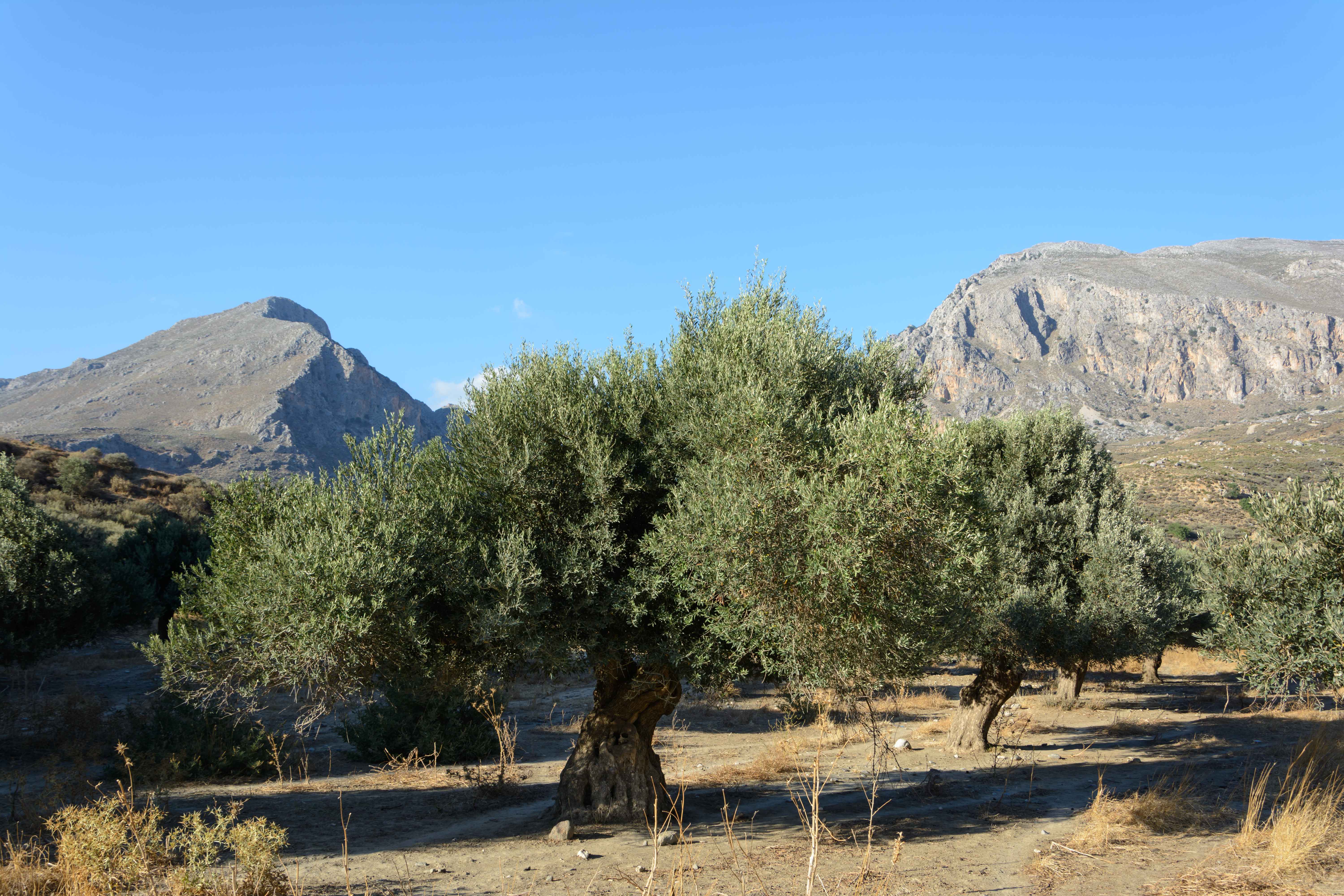 The Cretan Survivor - Olive Tree of Vouves (image credits: By Uoaei1, CC BY-SA 4.0, https://commons.wikimedia.org/w/index.php?curid=46970019)