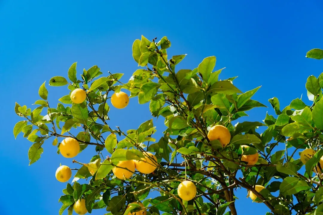 Florida citrus in retreat (Image Credits: Unsplash)