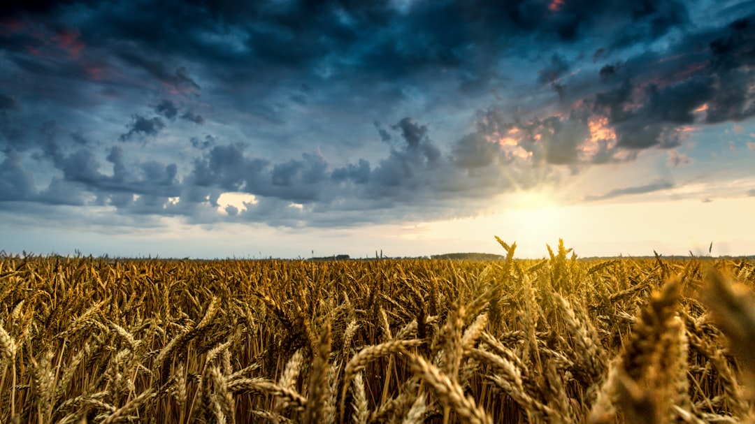 Temperature Changes Create Winners and Losers in Global Crop Production (image credits: unsplash)