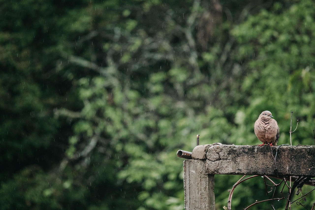 Biodiversity Finds New Heights (image credits: pixabay)