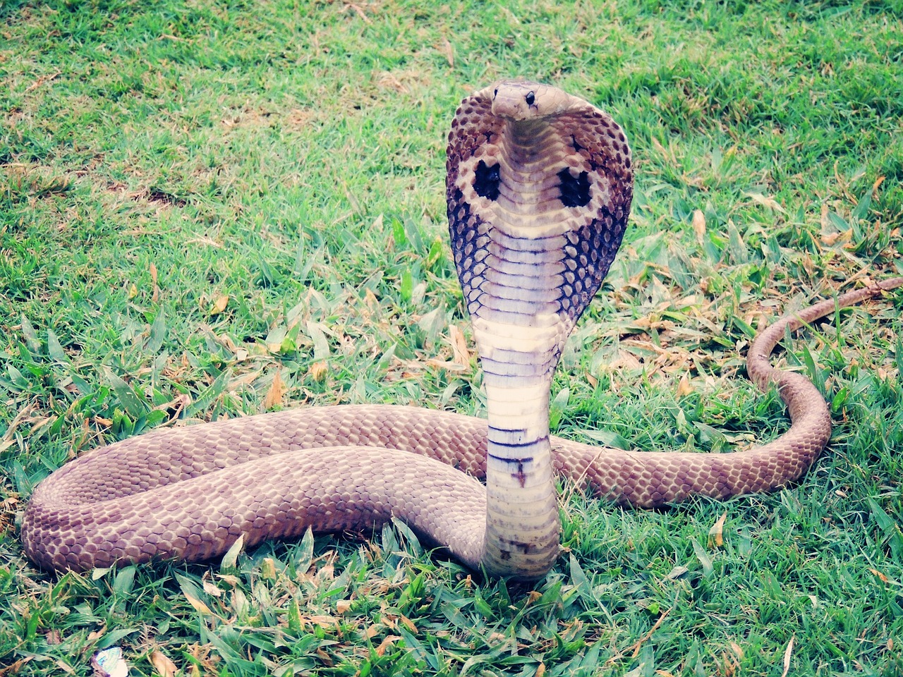 King Cobra - The Intelligent Giant (image credits: pixabay)