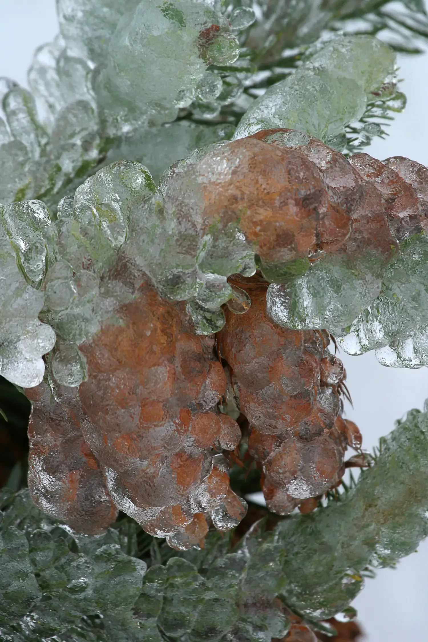 Oregon (Winter in Western Oregon, Public domain)