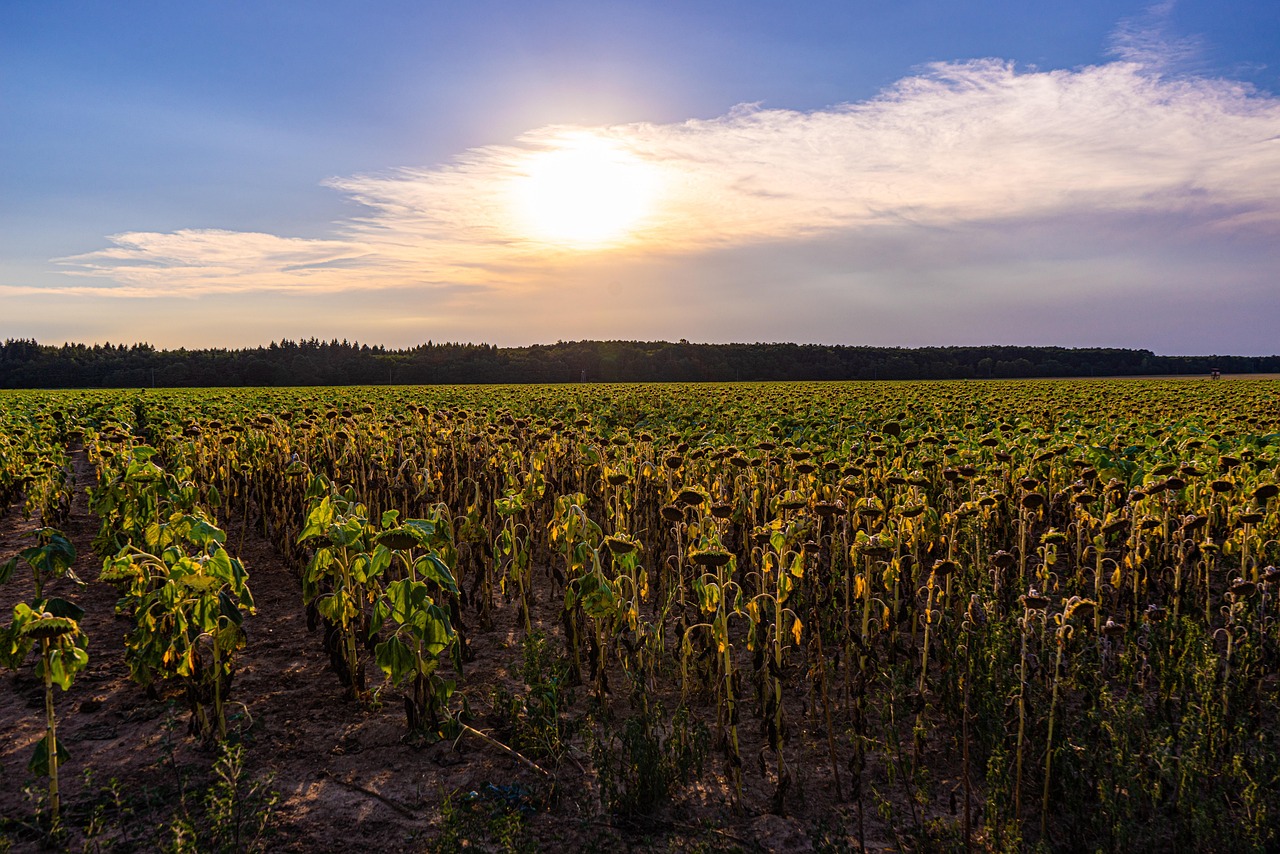Arkansas’ Heat Wave Puts Rural Areas at Risk (image credits: pixabay)